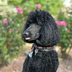 Meet your Posher, Miles